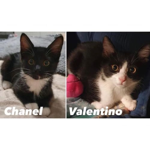 6892/93 - Chanel & Valentino