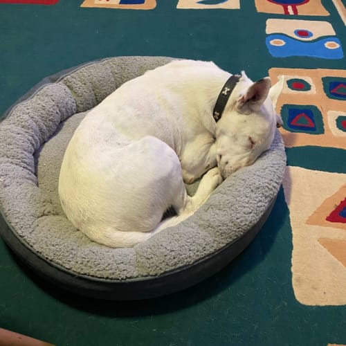 Pepper ~ 6yr Old Bull Terrier X(On Trial 5/2/22)