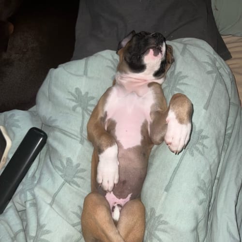 Parker ~ Boxer X Puppy (On Trial 28/1/22)