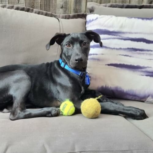 Gracie ~ Mixed Breed Puppy(On Trial 13/2/22)
