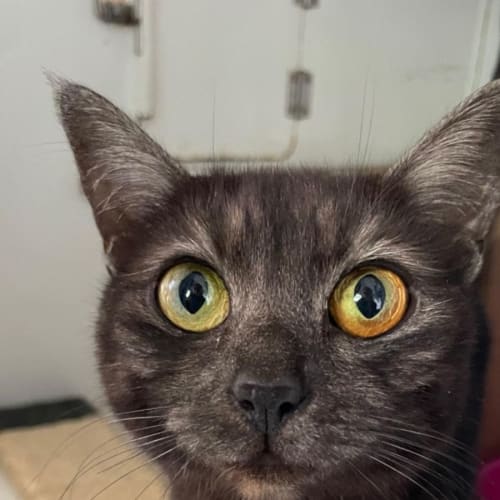 Tilly