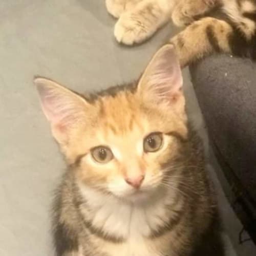 Bambi ❤