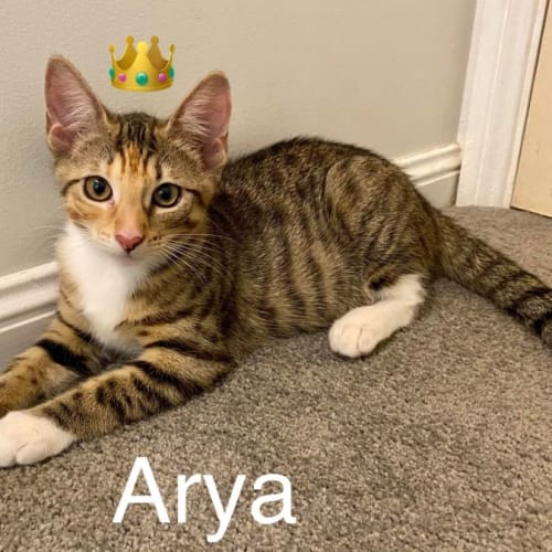 Arya