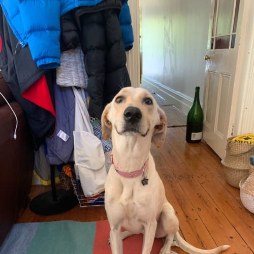Piper