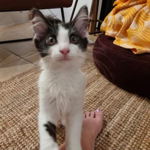 Pepper 