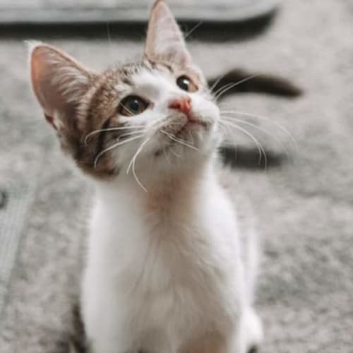 Georgie