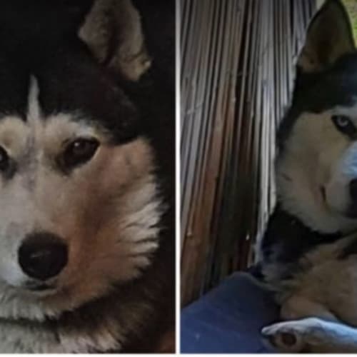 Koda