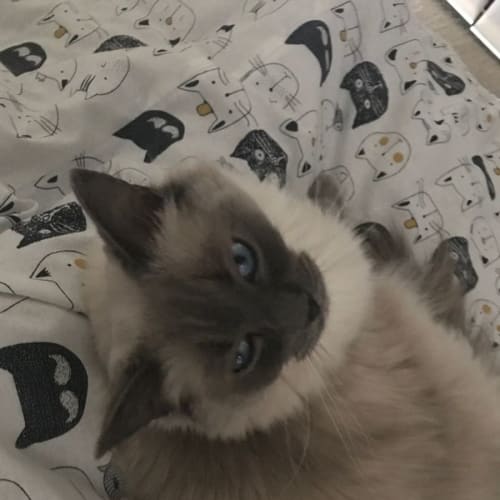 Bob