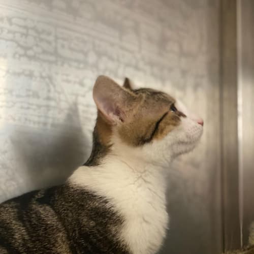 Agatha
