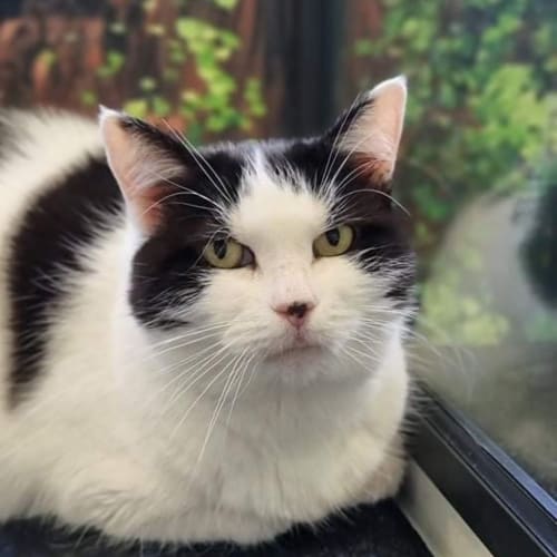 Matilda