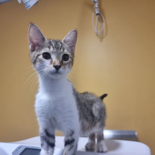 Basil