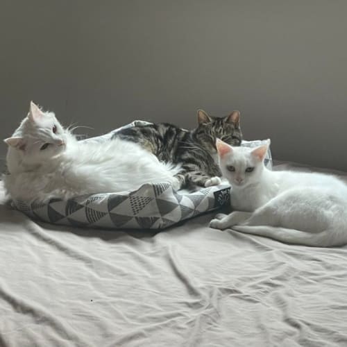 Annie**2nd Chance Cat Rescue**