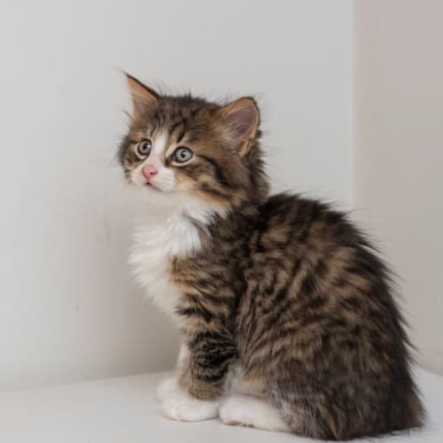 Sissel**2nd Chance Cat Rescue**