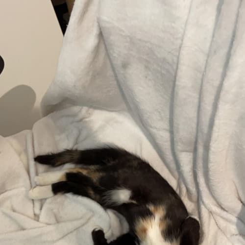 Torti
