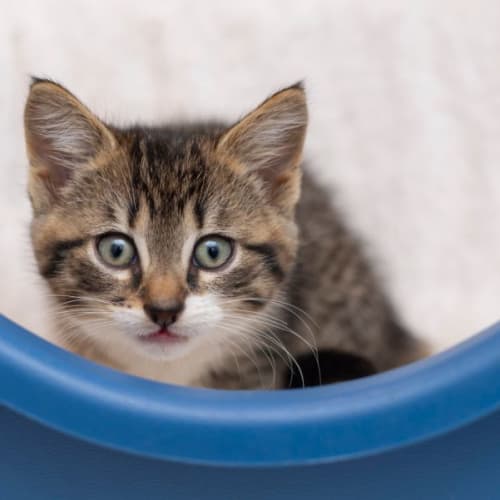 Bjorn**2nd Chance Cat Rescue**