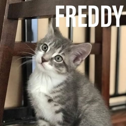 Freddie**2nd Chance Cat Rescue**