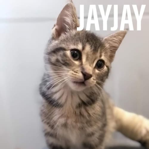 Jayjay**2nd Chance Cat Rescue**