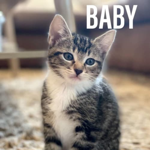 Baby**2nd Chance Cat Rescue**