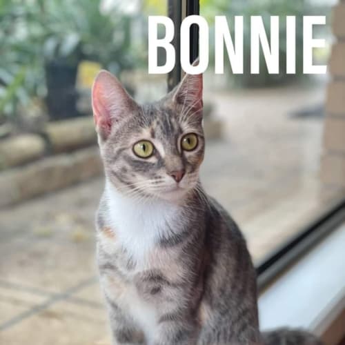 Bonnie**2nd Chance Cat Rescue**