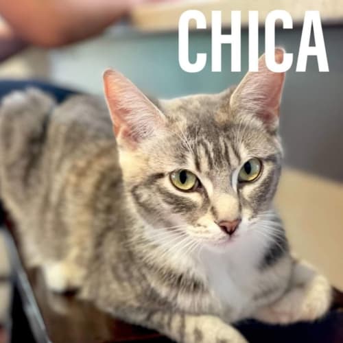 Chica**2nd Chance Cat Rescue**