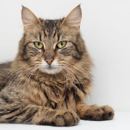Ingeborg**2nd Chance Cat Rescue**
