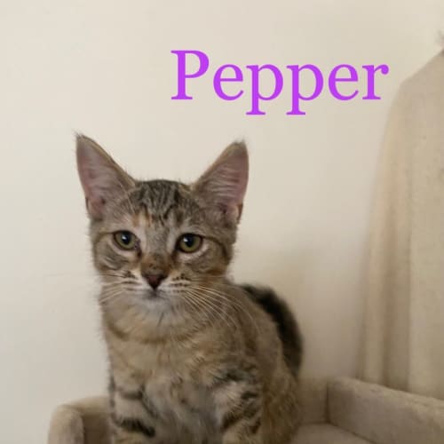 Pepper