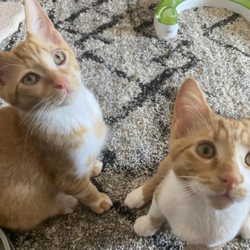 Tom Kitten & Squizzy Taylor