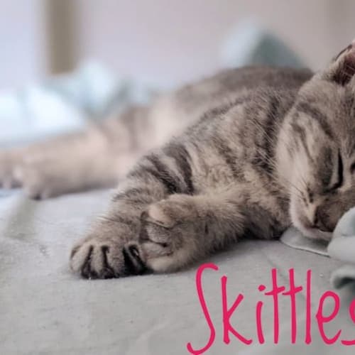 Skittles