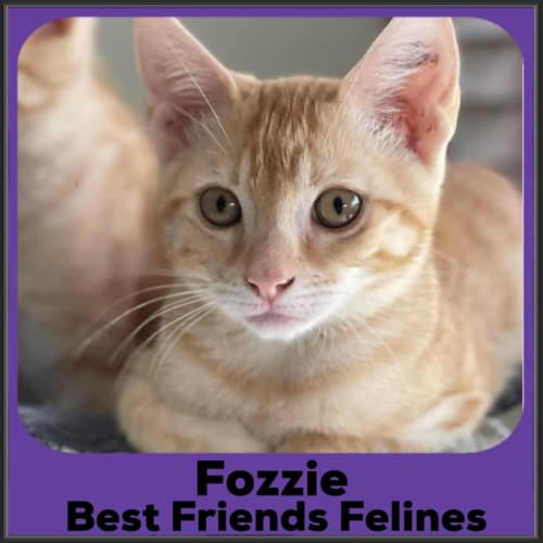 Fozzie 