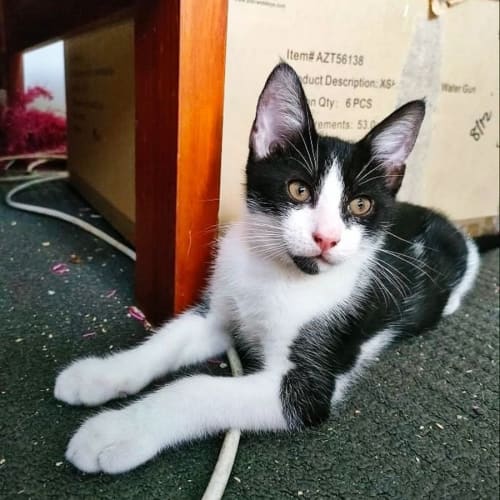Oreo