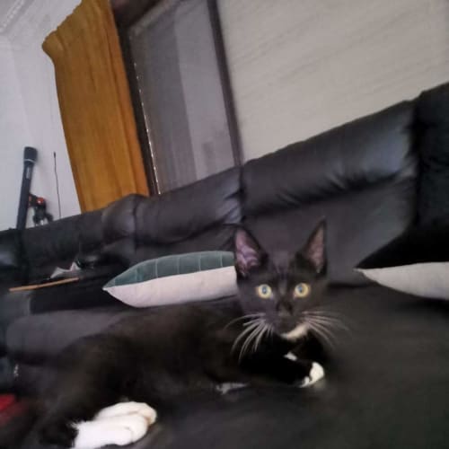 Echo