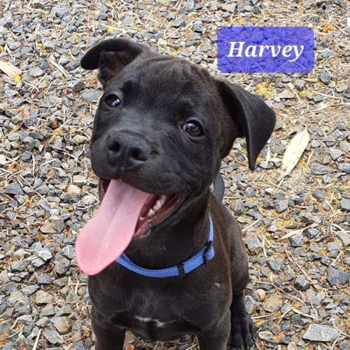 Harvey