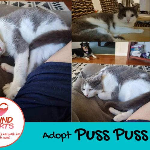 No photo for Puss Puss