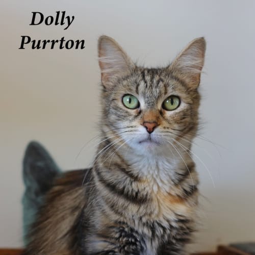 Dolly Purrton