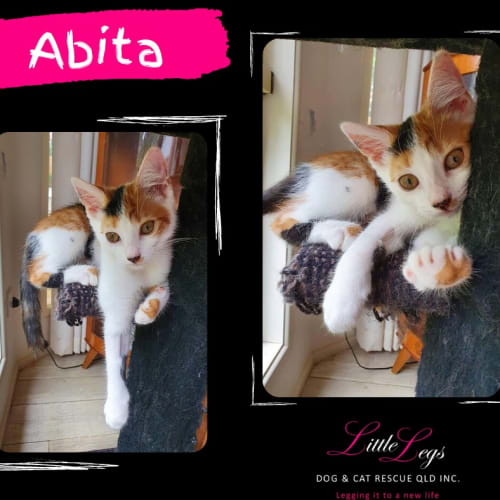 Abita