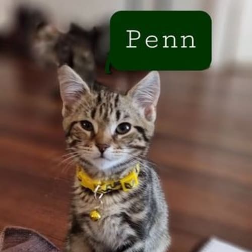 Penn