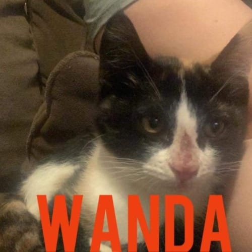 Wanda