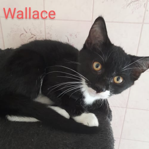 Wallace