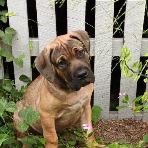 Arlo
