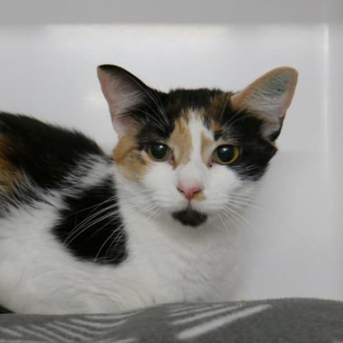 Tilly STA009509