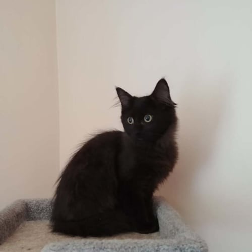 Daphne