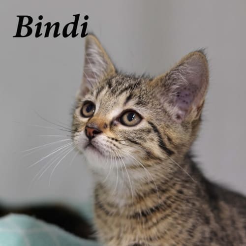 Bindi