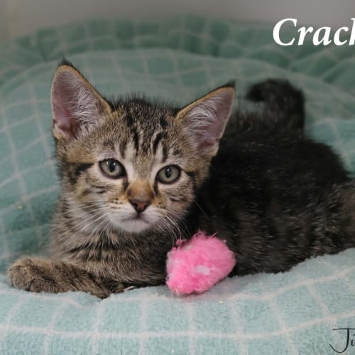 Cracker
