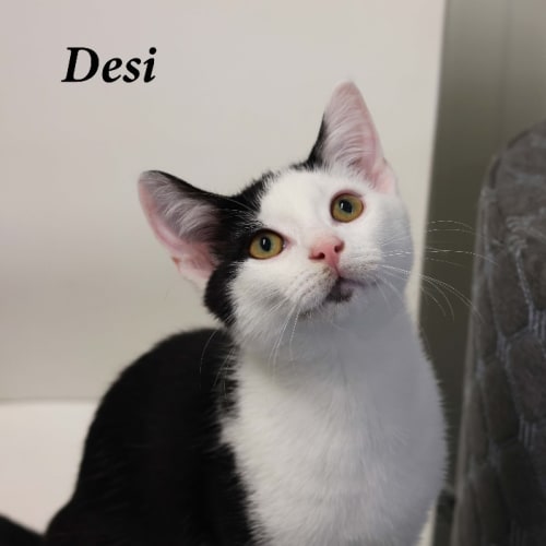 Desi - Reduced Adoption Fee