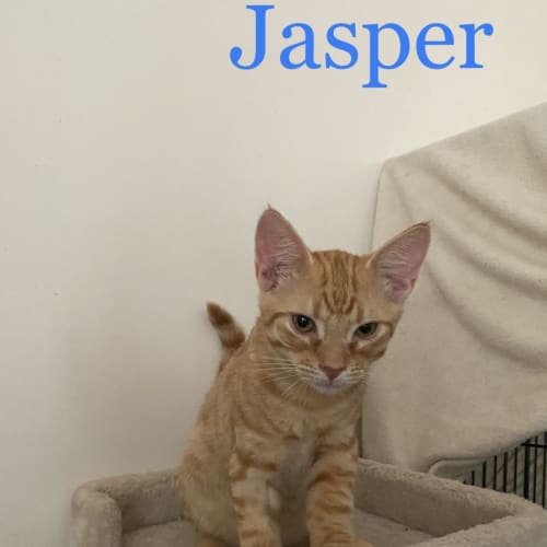 Jasper