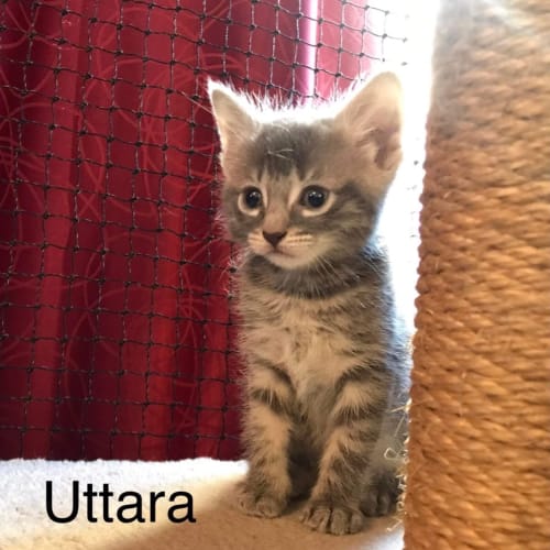 Uttara