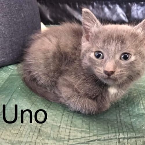Uno