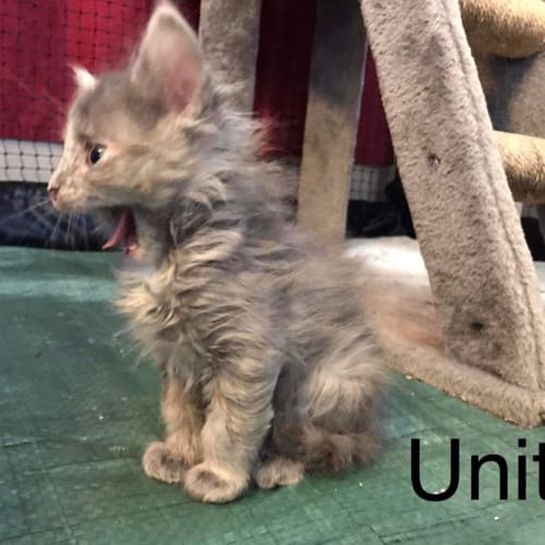 Unit