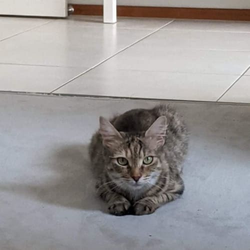Nala 