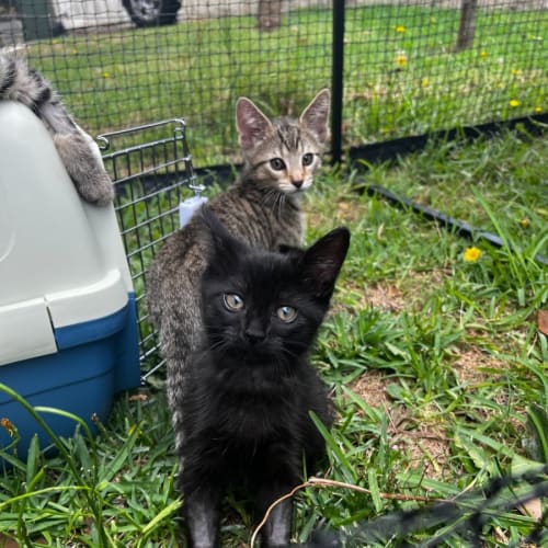 Salem